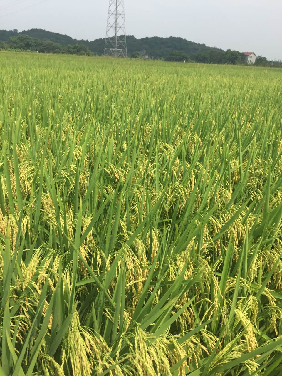 零陵六坪村稻之道基地.JPG