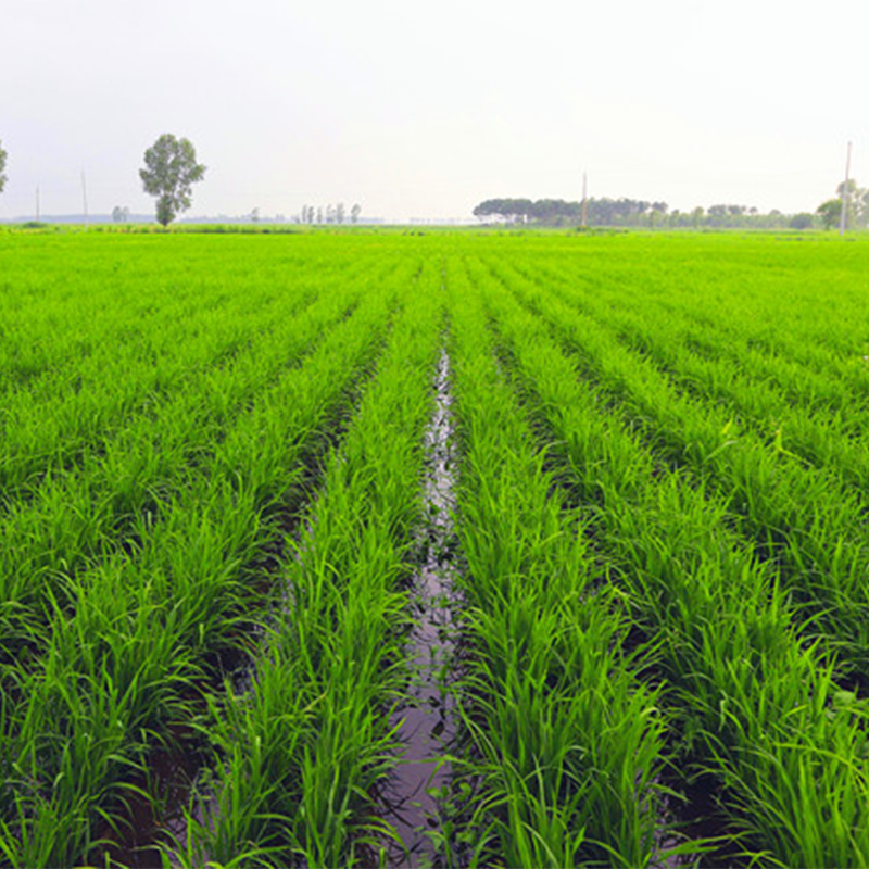 黑龙江"道之稻"有机水稻种植基地