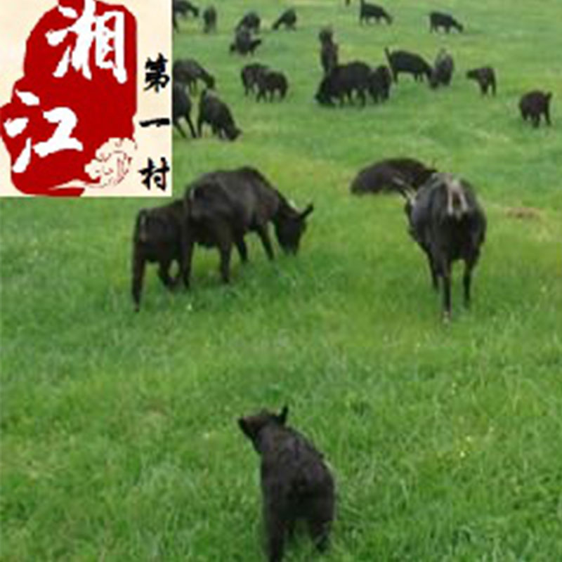 【凡兵汇】永州黑山羊