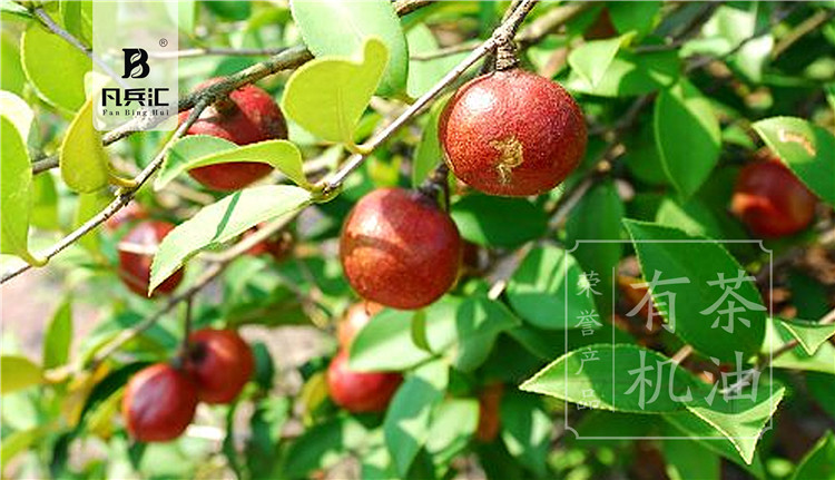 【凡兵汇】有机茶油(图3)