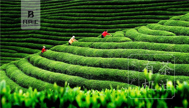 【凡兵汇】有机茶油(图2)