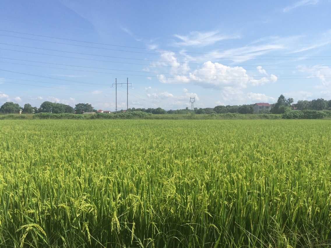 20150805171648.jpg