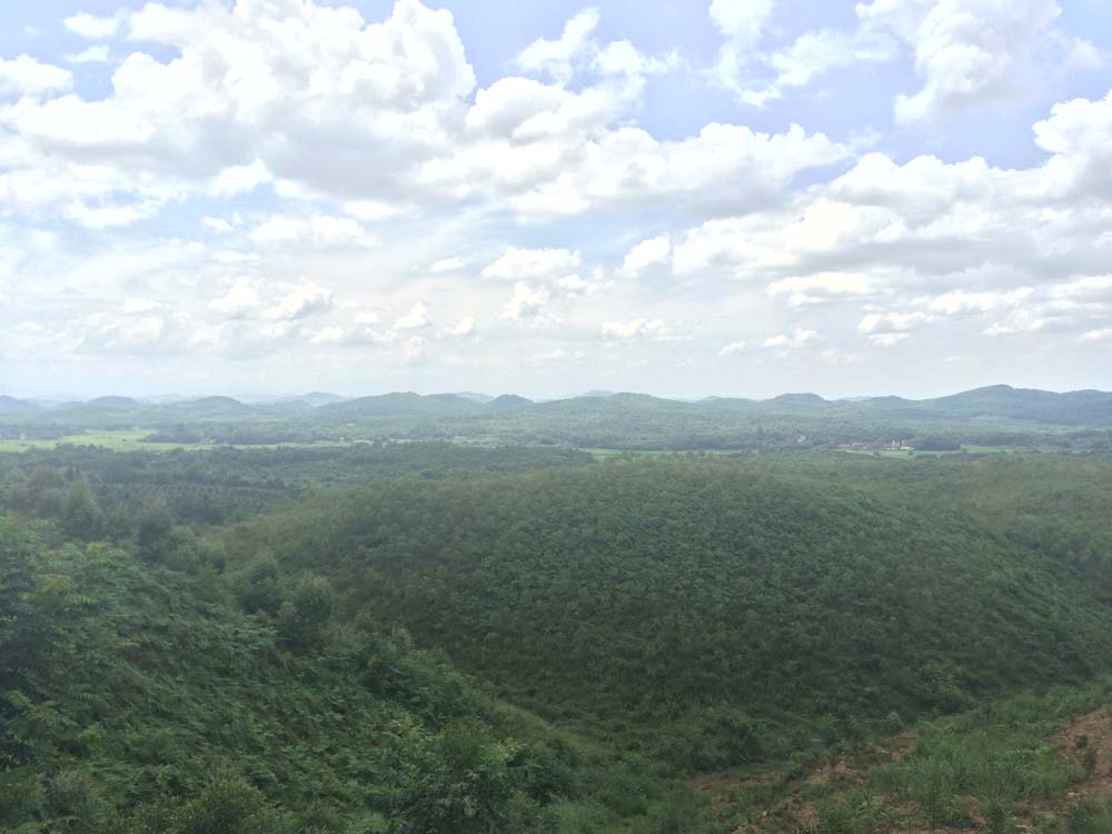 永州市龙山农业综合开发有限公司-万亩茶园.jpg